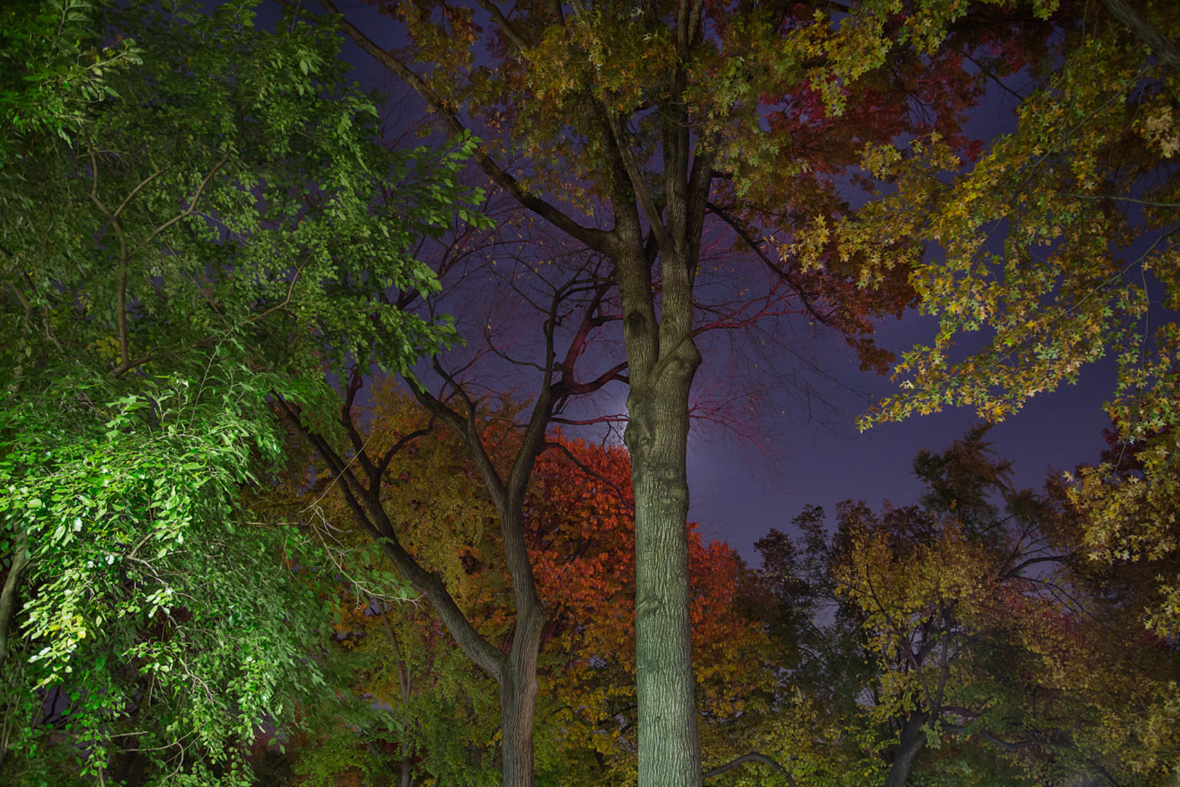 1-TREES