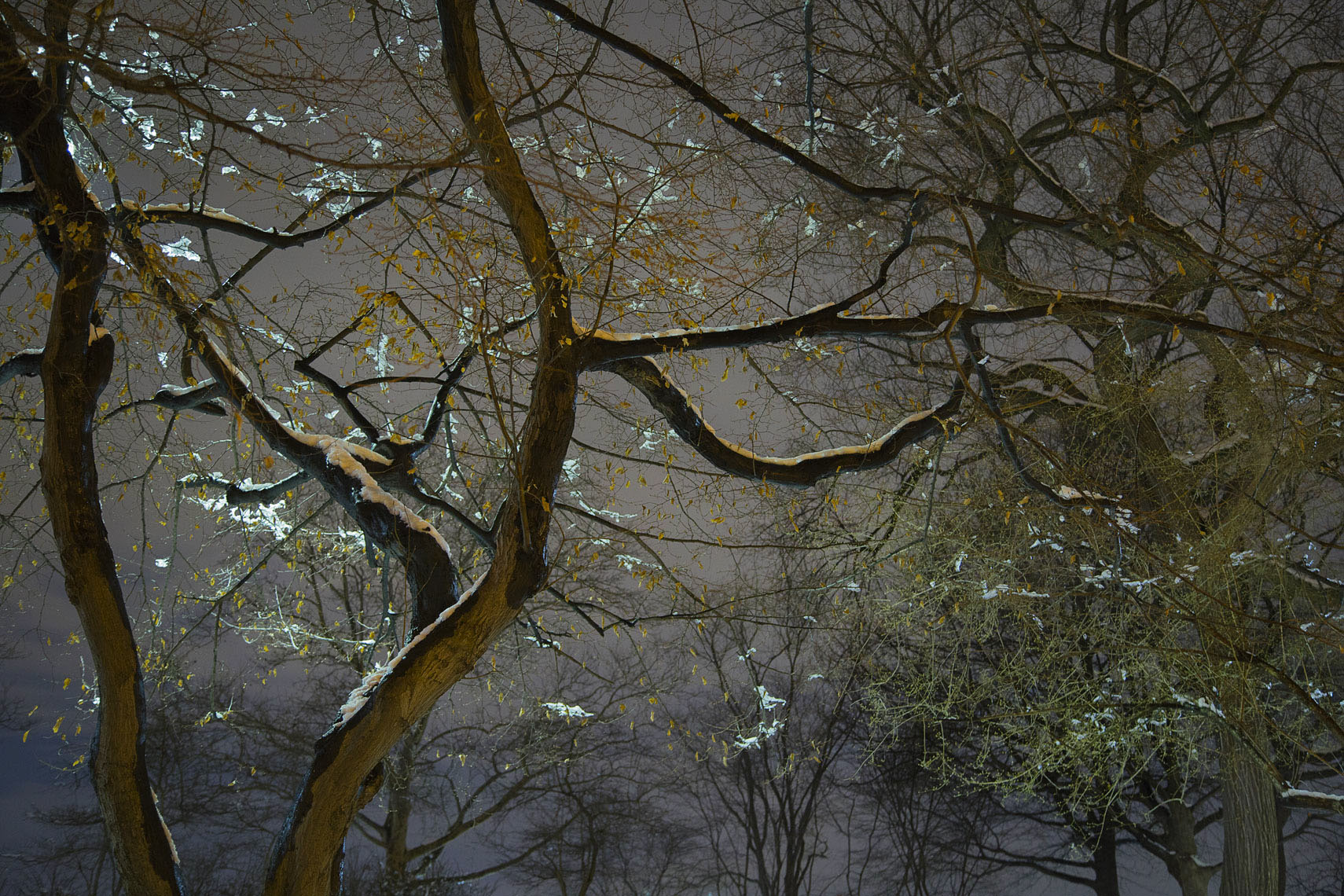 3-TREES