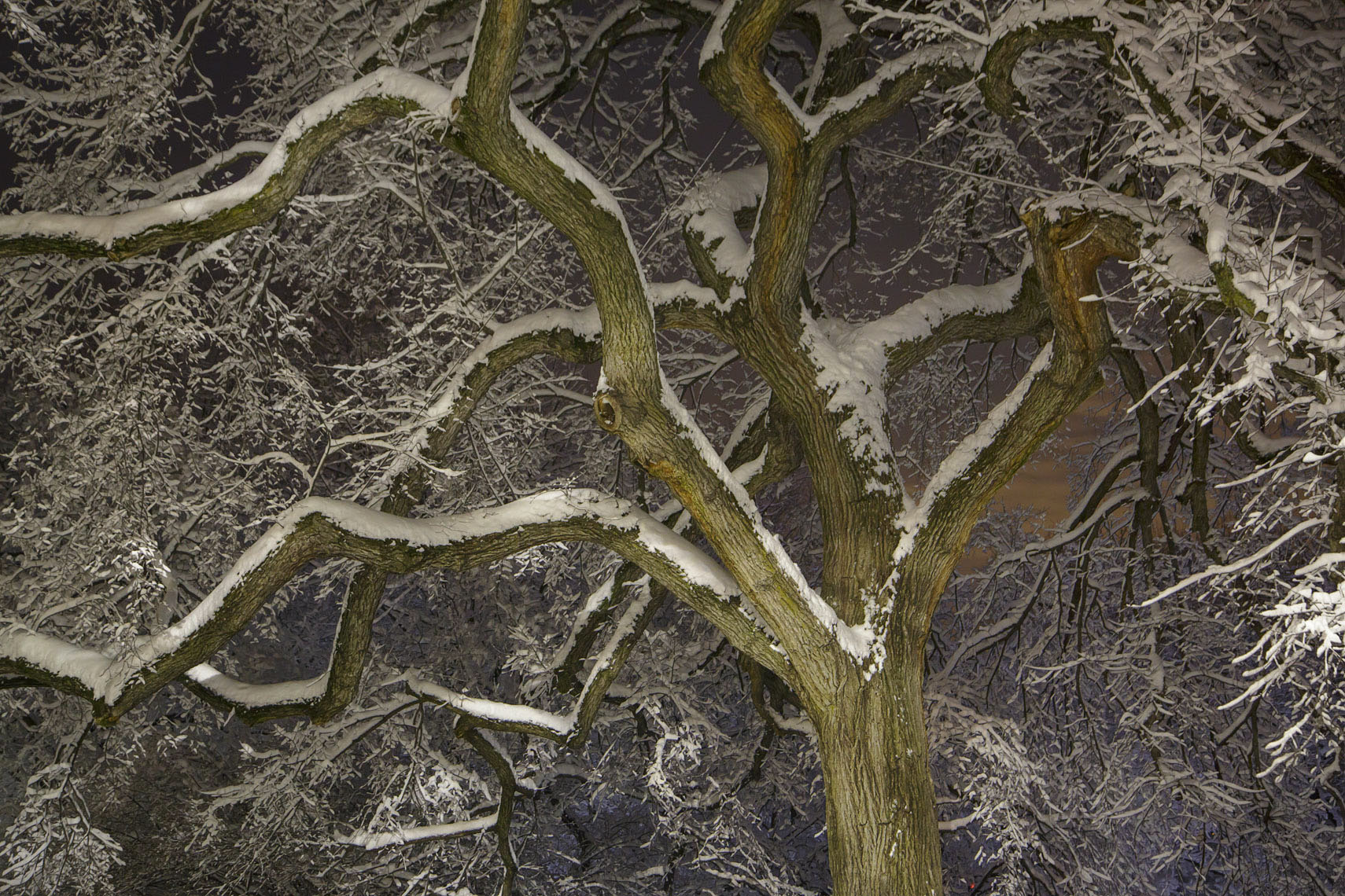 6-TREES