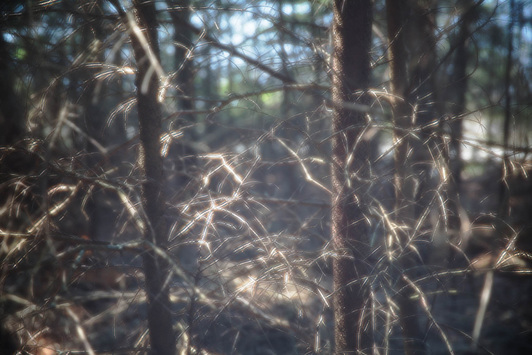 Diffractions_Maine-15