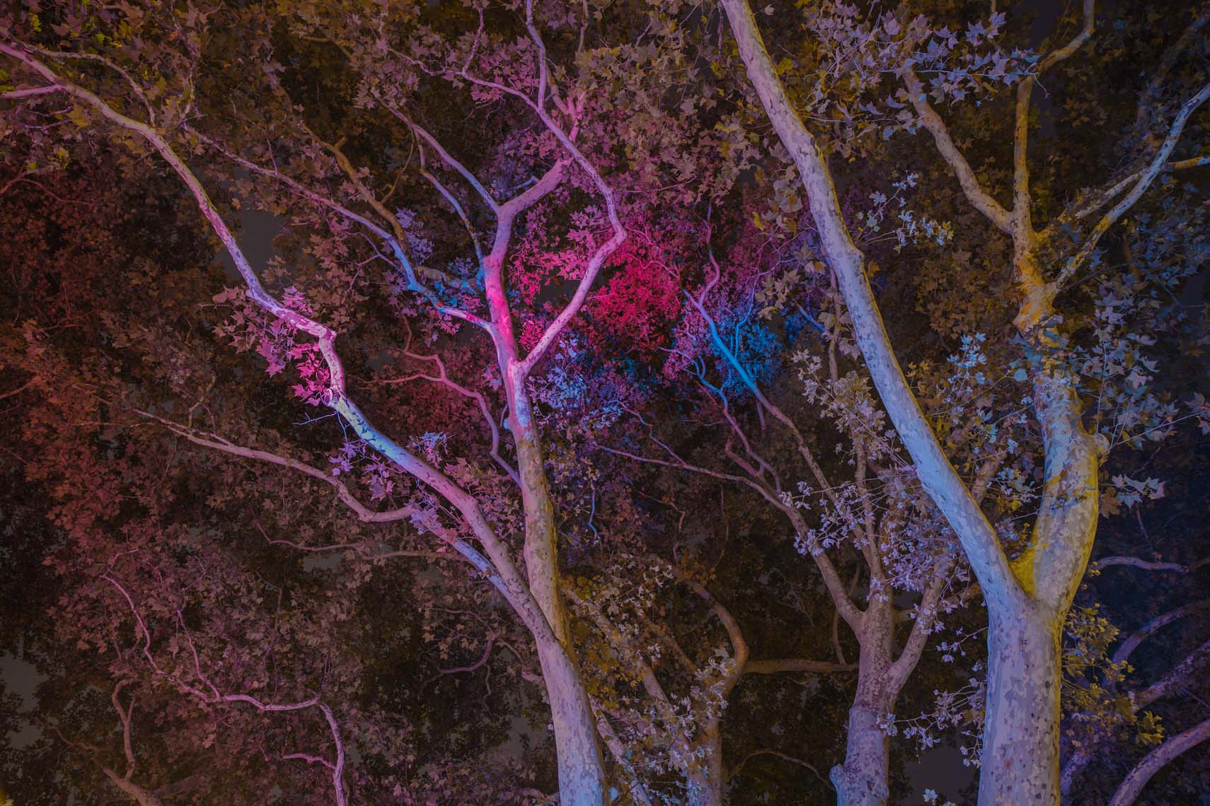 Night Trees 110th Street-1