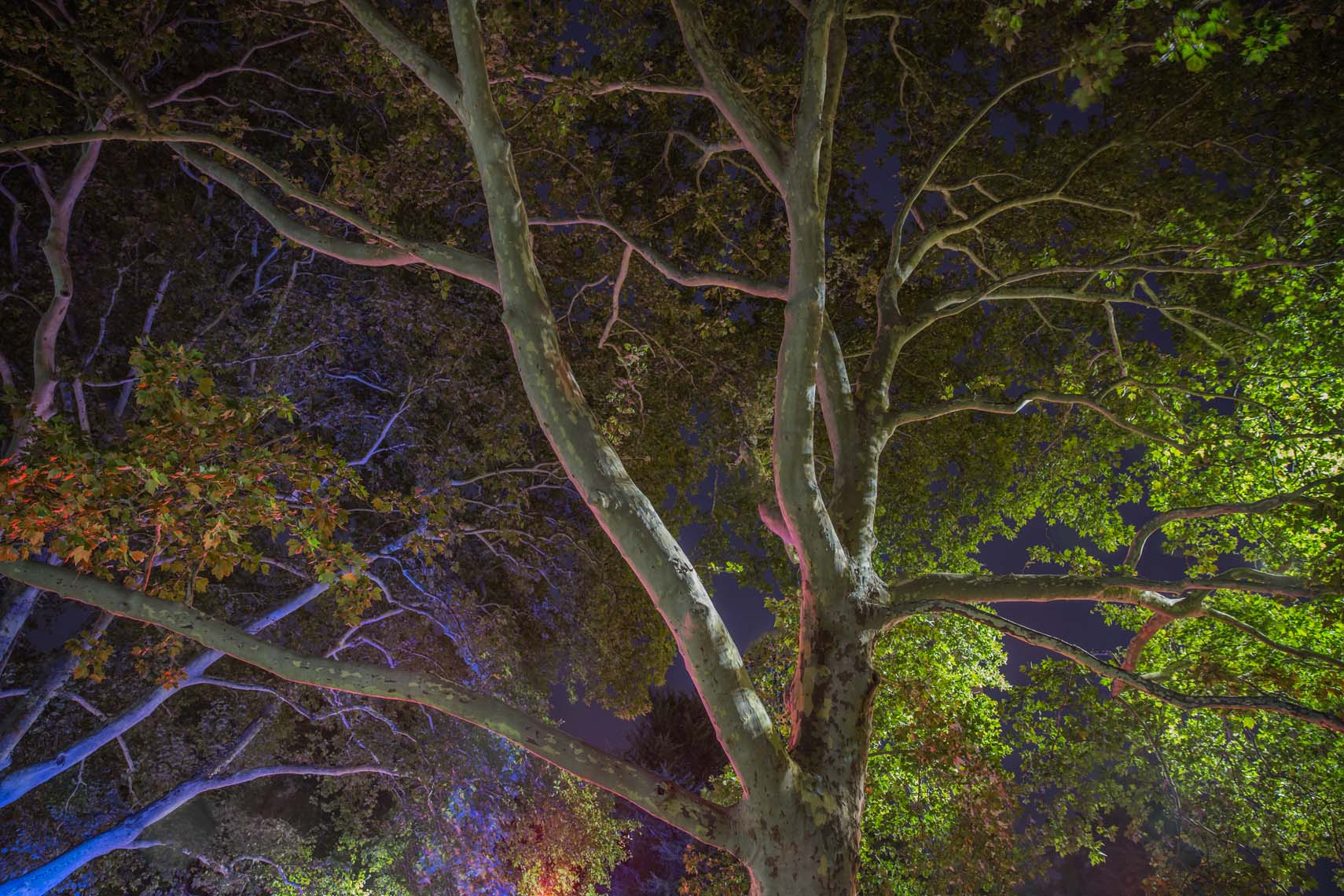 Night Trees 110th Street-10