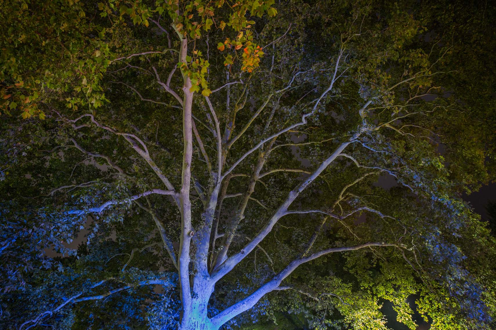 Night Trees 110th Street-11