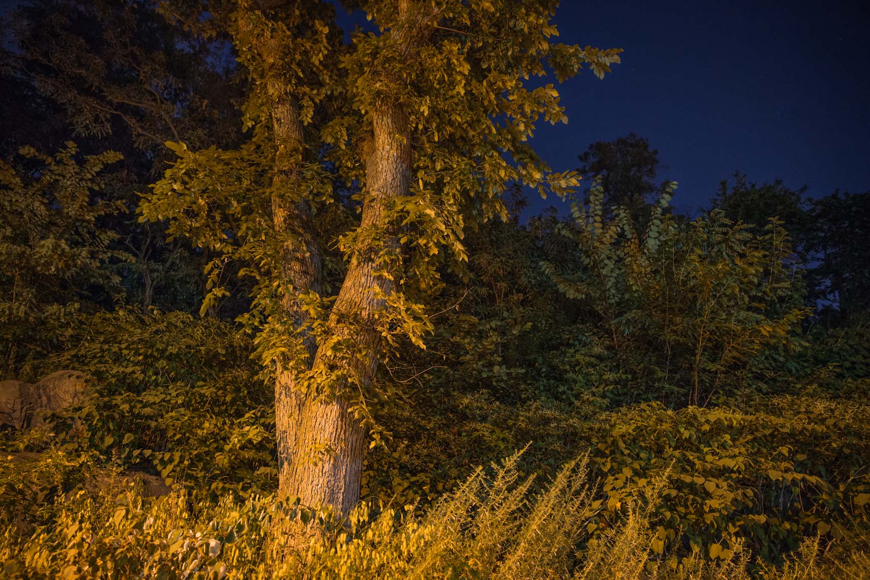 Night Trees 110th Street-15
