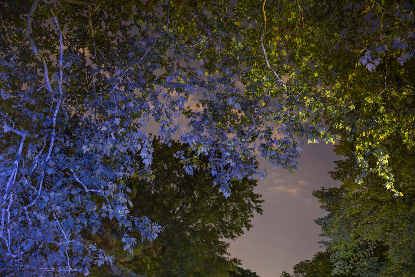 Night Trees 110th Street-2