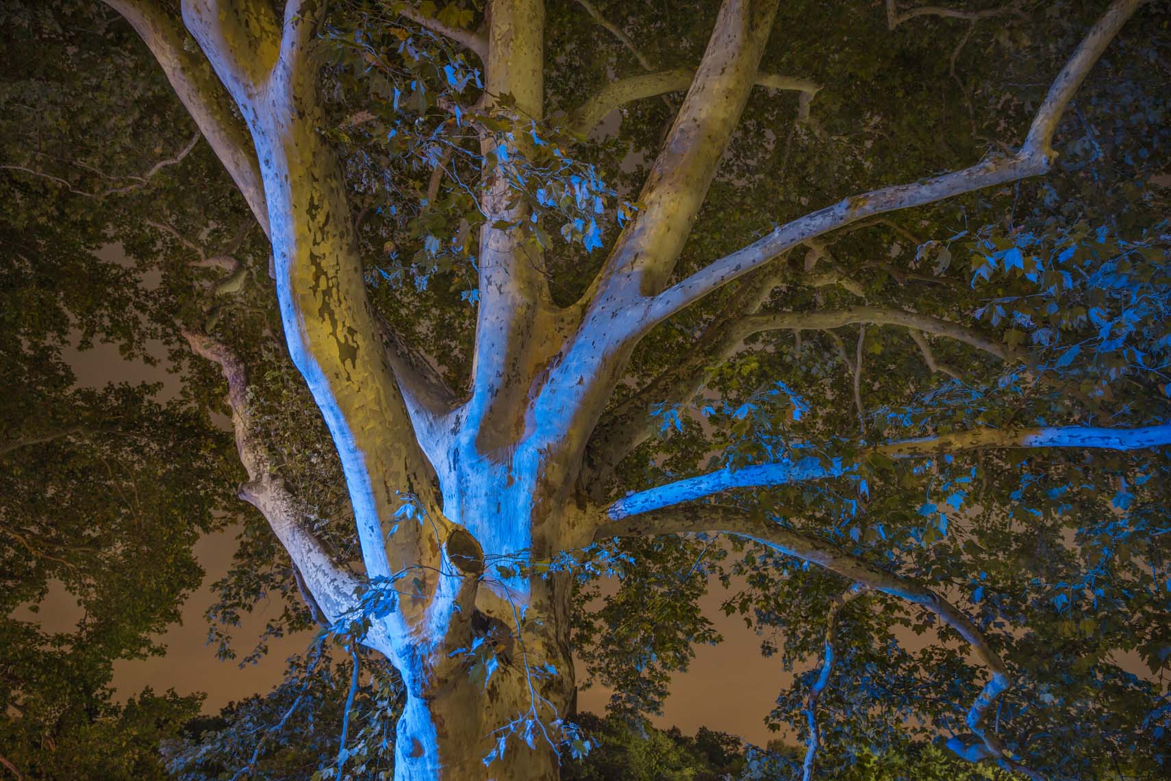 Night Trees 110th Street-3