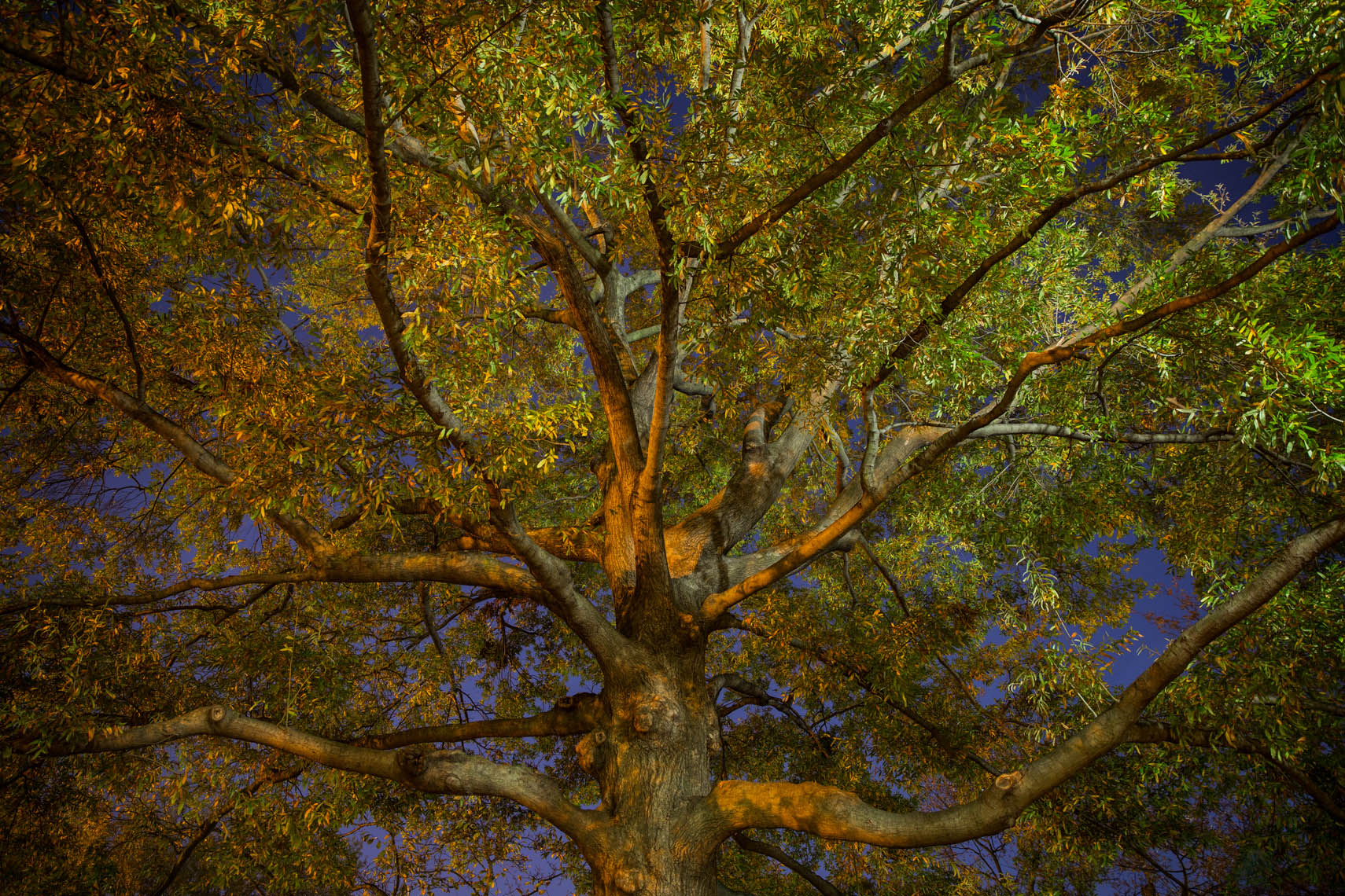 Night Trees DC-19