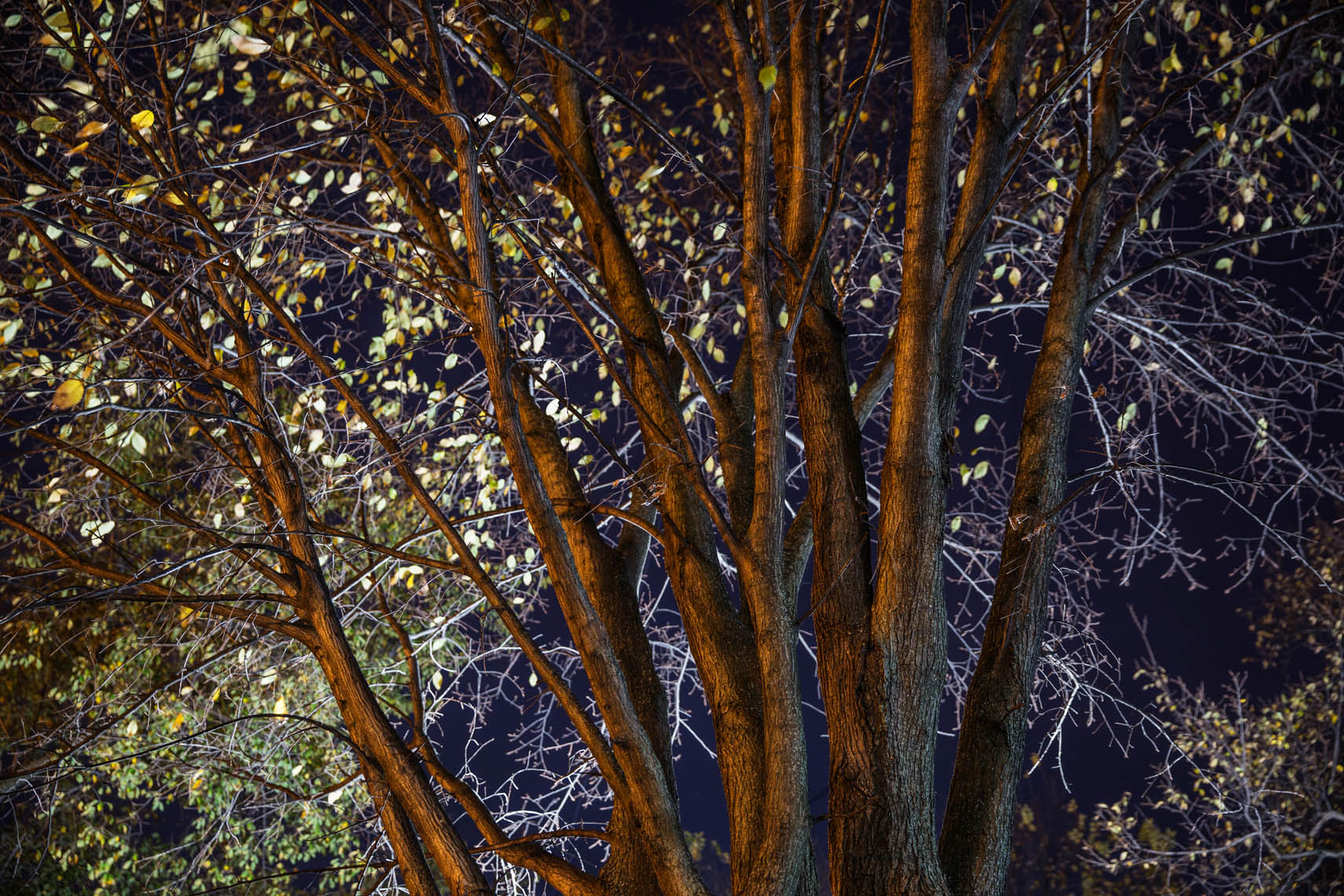 Night Trees DC-30