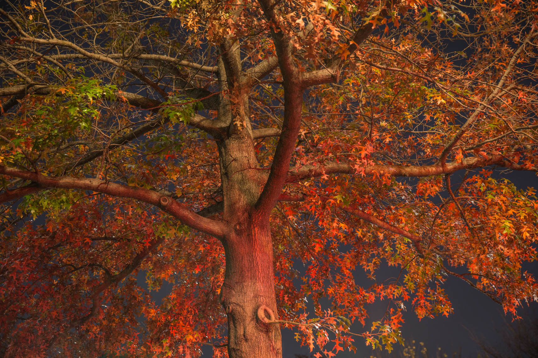 Night Trees DC-38