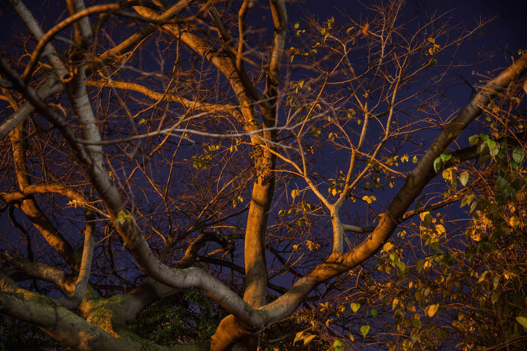 Night Trees DC-41