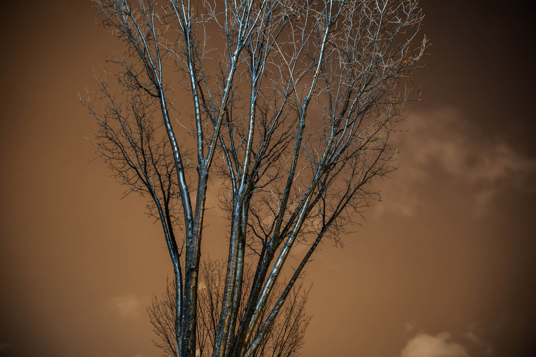 Night Trees DC-5